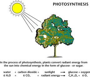 photosynthesis1.gif